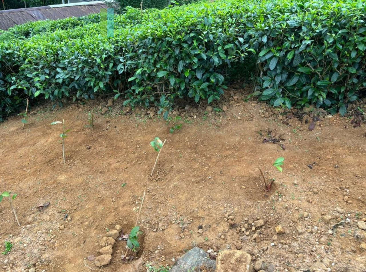 Thirty acre tea and cinnamon estate