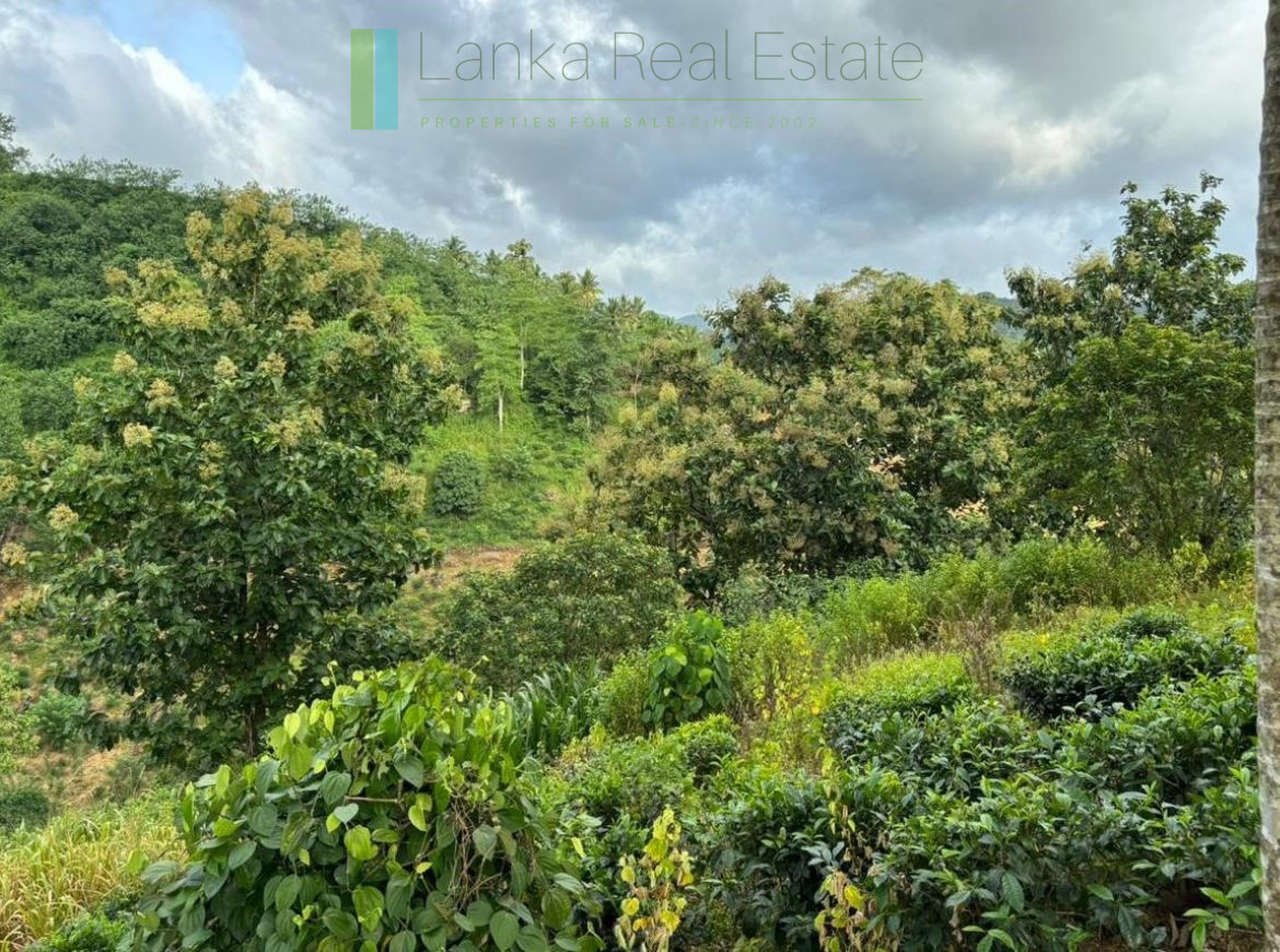 Thirty acre tea and cinnamon estate