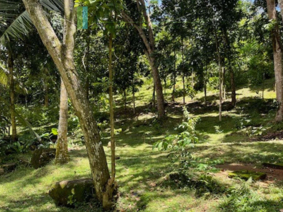 Substantial elevated development plot in desirable location
