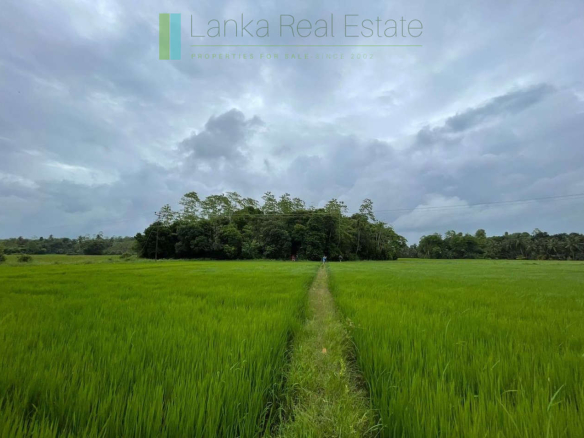 Large paddy island at Koggala