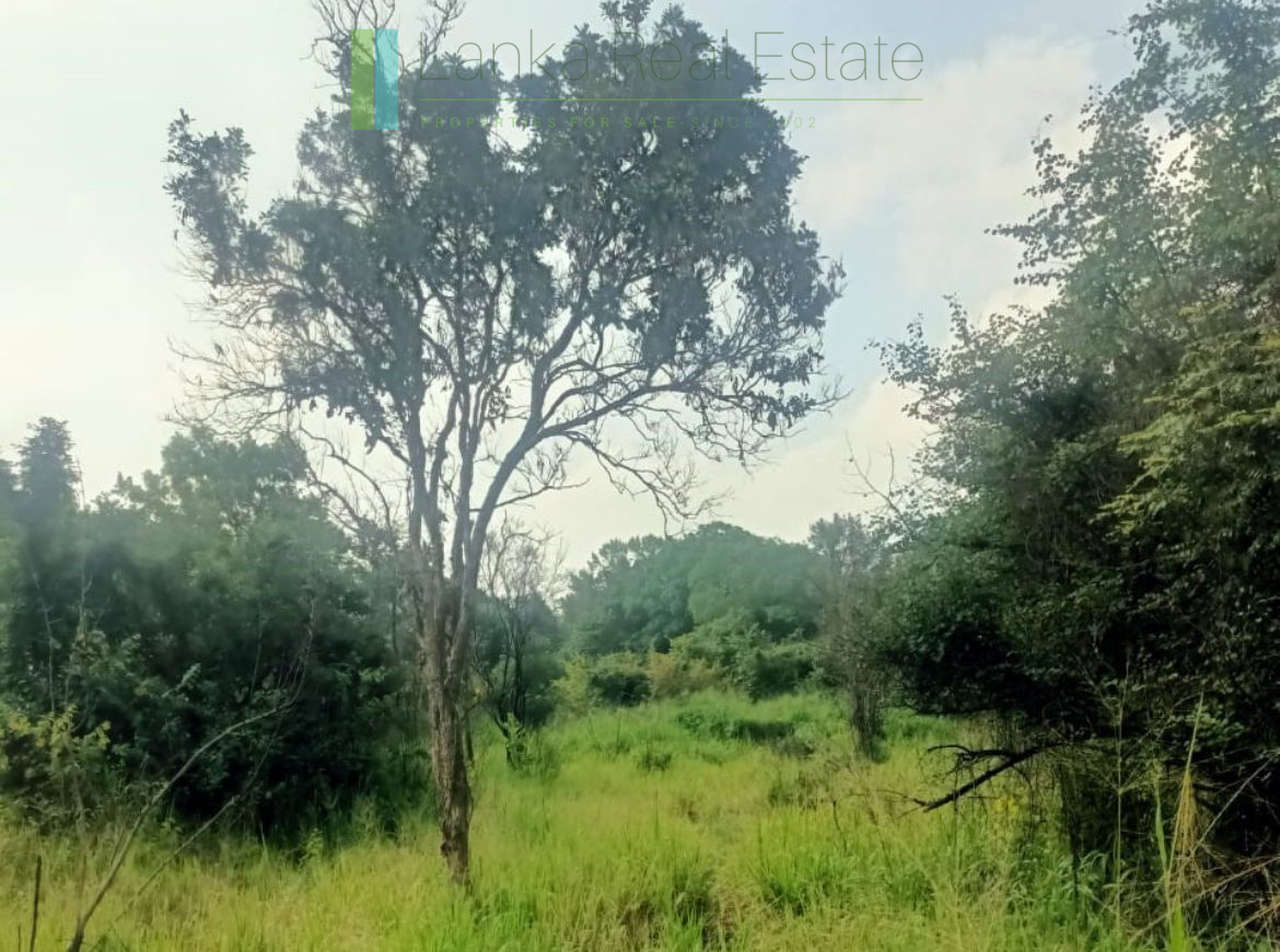 48 acres with Sigiriya Rock views