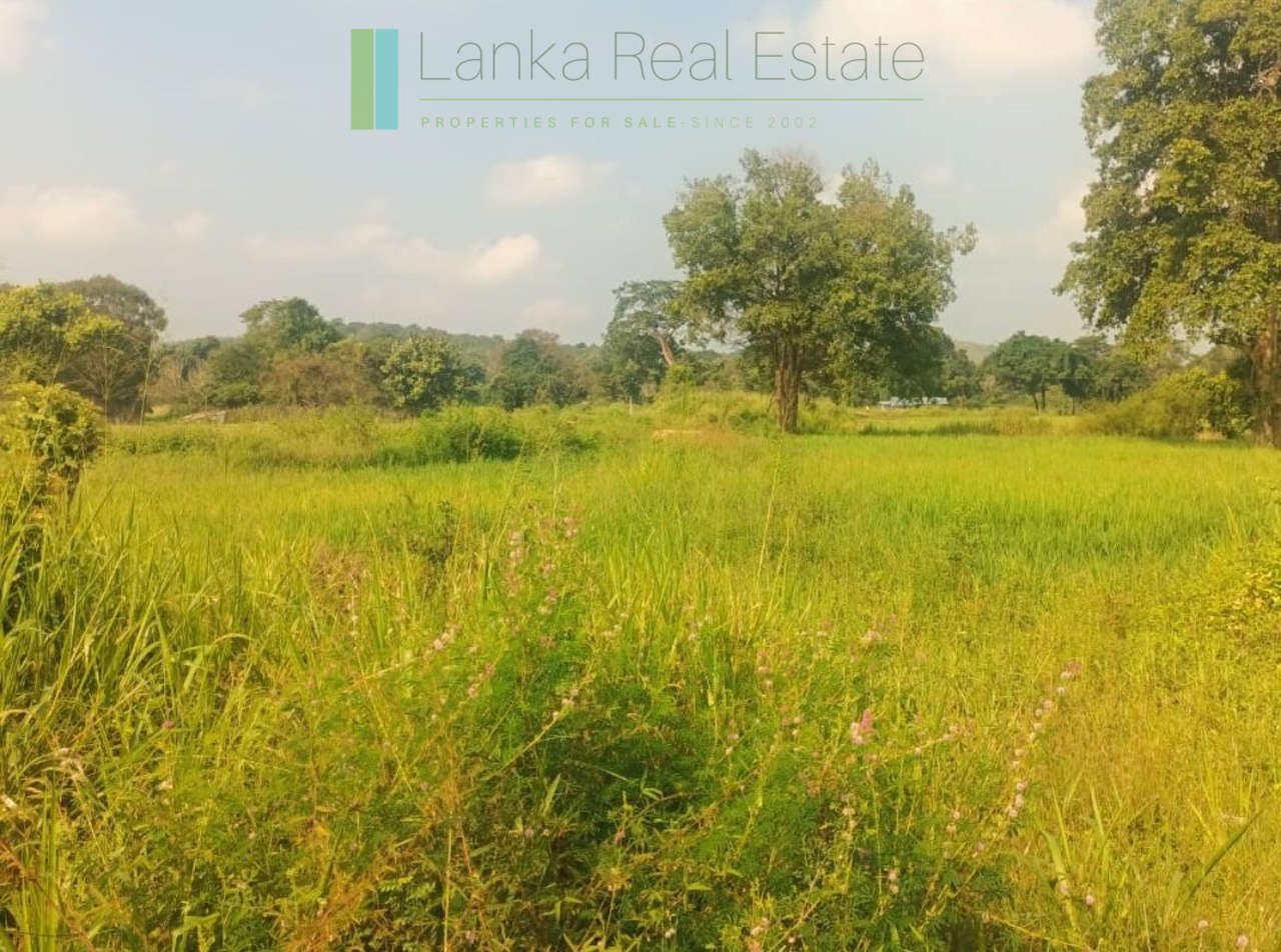 48 acres with Sigiriya Rock views