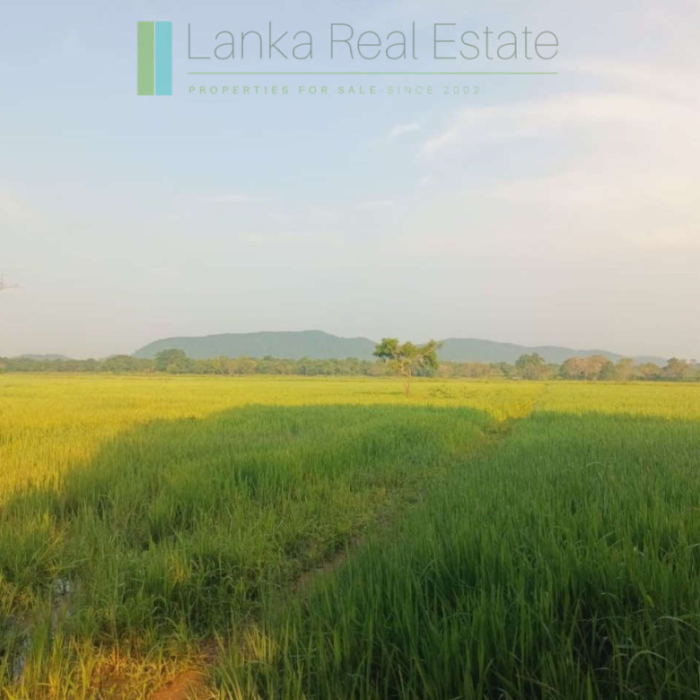 48 acres with Sigiriya Rock views