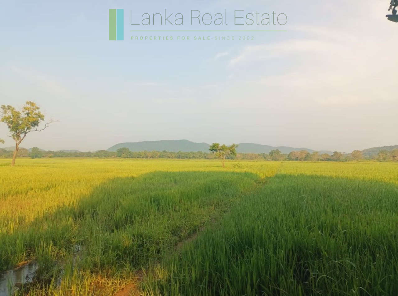 48 acres with Sigiriya Rock views