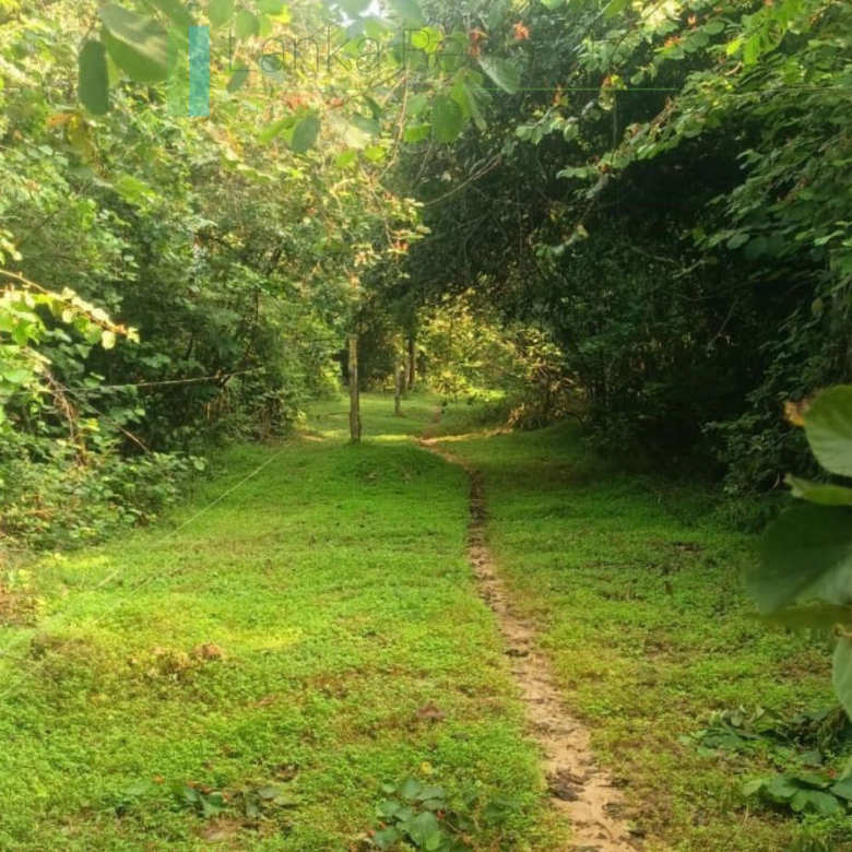 48 acres with Sigiriya Rock views