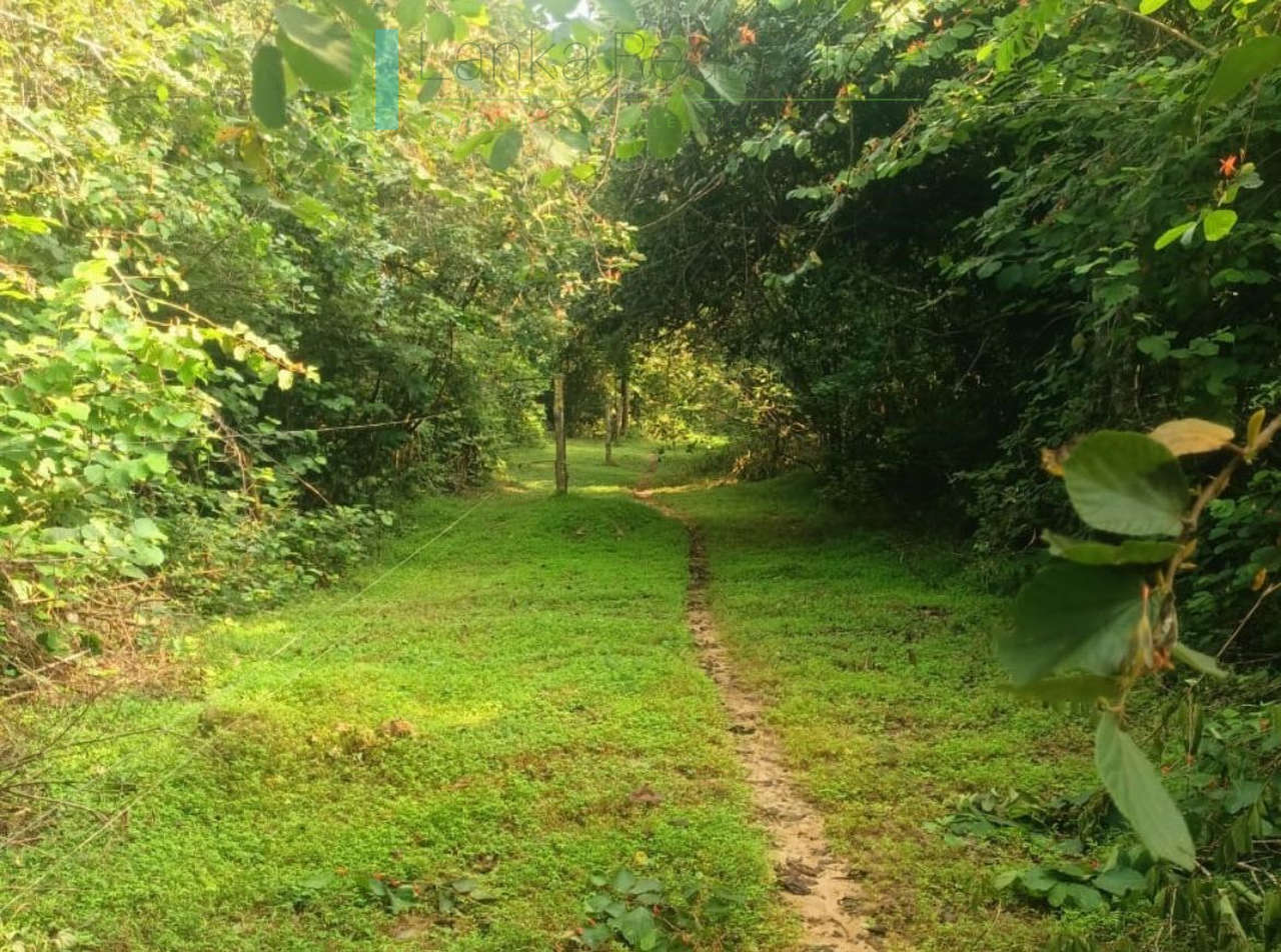 48 acres with Sigiriya Rock views