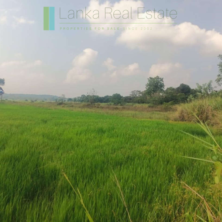 48 acres with Sigiriya Rock views