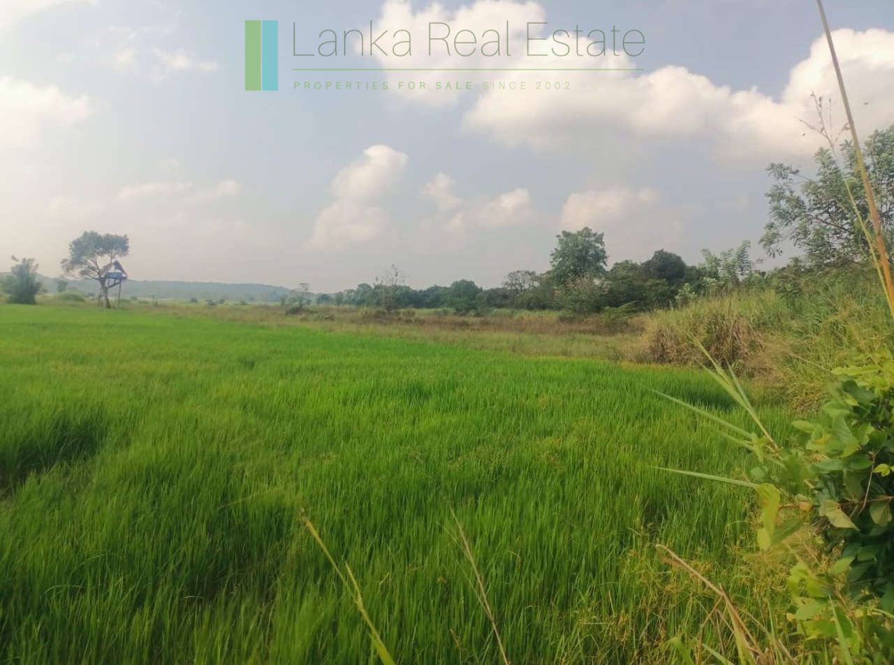 48 acres with Sigiriya Rock views