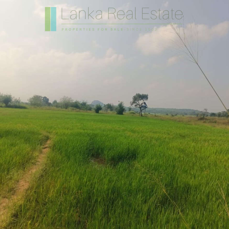 48 acres with Sigiriya Rock views