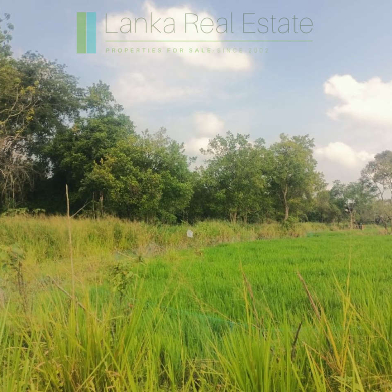 48 acres with Sigiriya Rock views