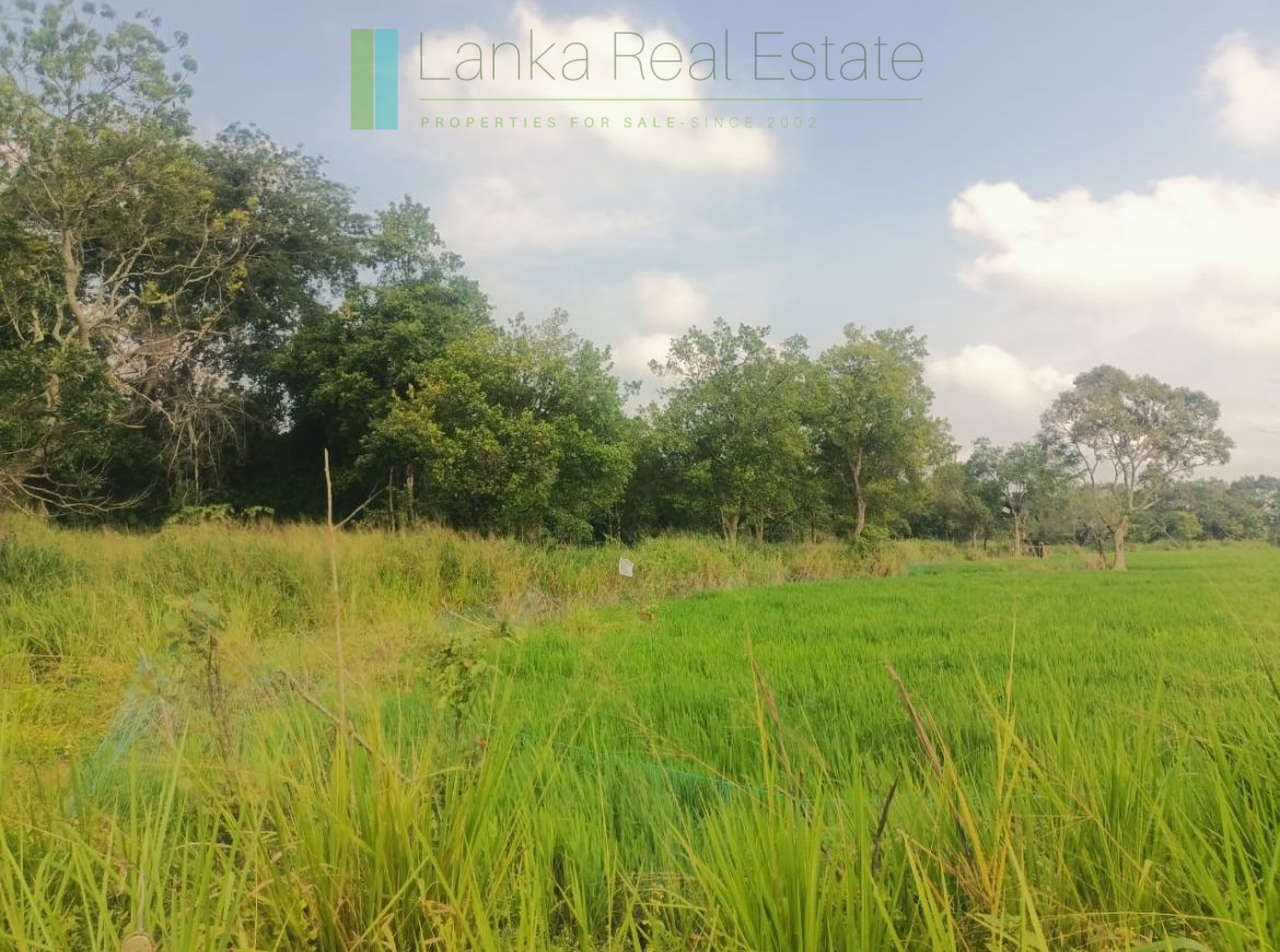 48 acres with Sigiriya Rock views