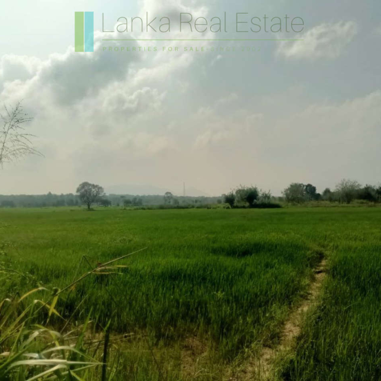 48 acres with Sigiriya Rock views