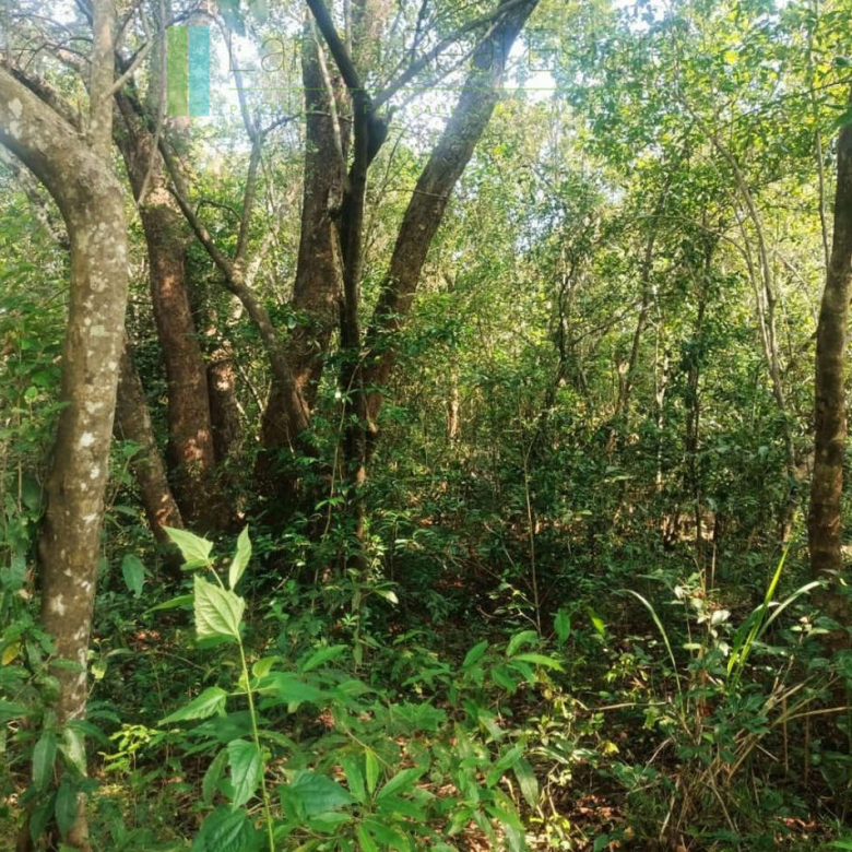 48 acres with Sigiriya Rock views