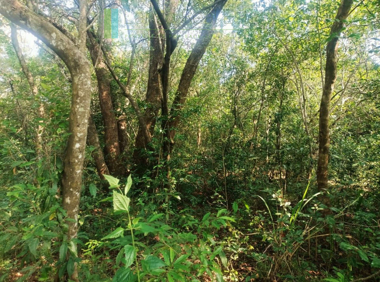 48 acres with Sigiriya Rock views