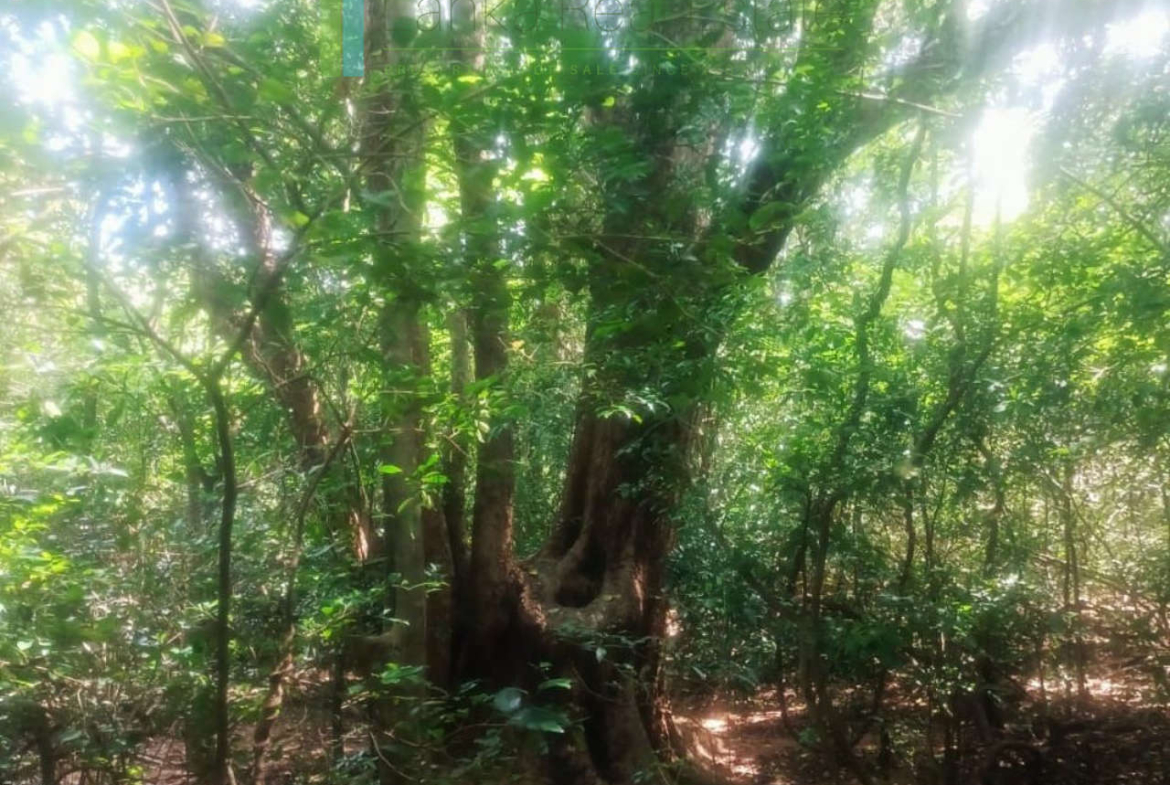 Thirty-four acres with views of Pidurangala Rock and Sigiriya