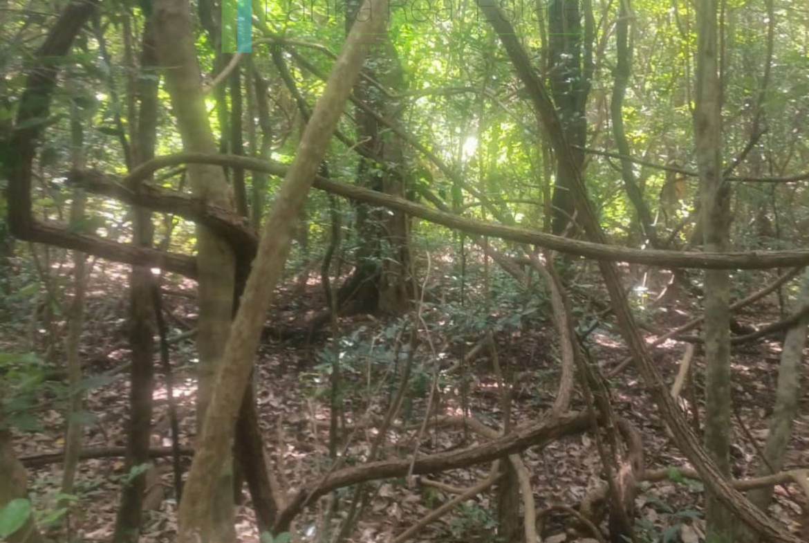 Thirty-four acres with views of Pidurangala Rock and Sigiriya