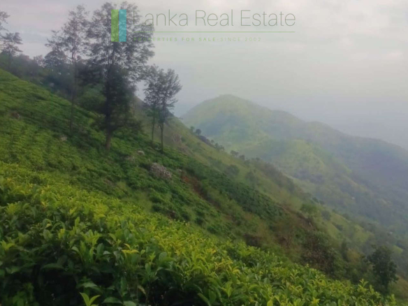 Five acres with tea in Beragala