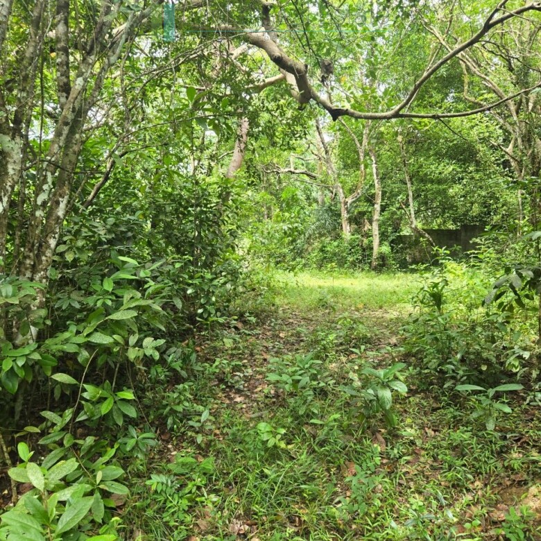 Versatile plot on Koggala Lake