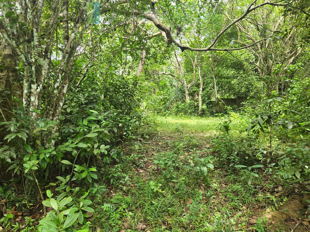 Versatile plot on Koggala Lake