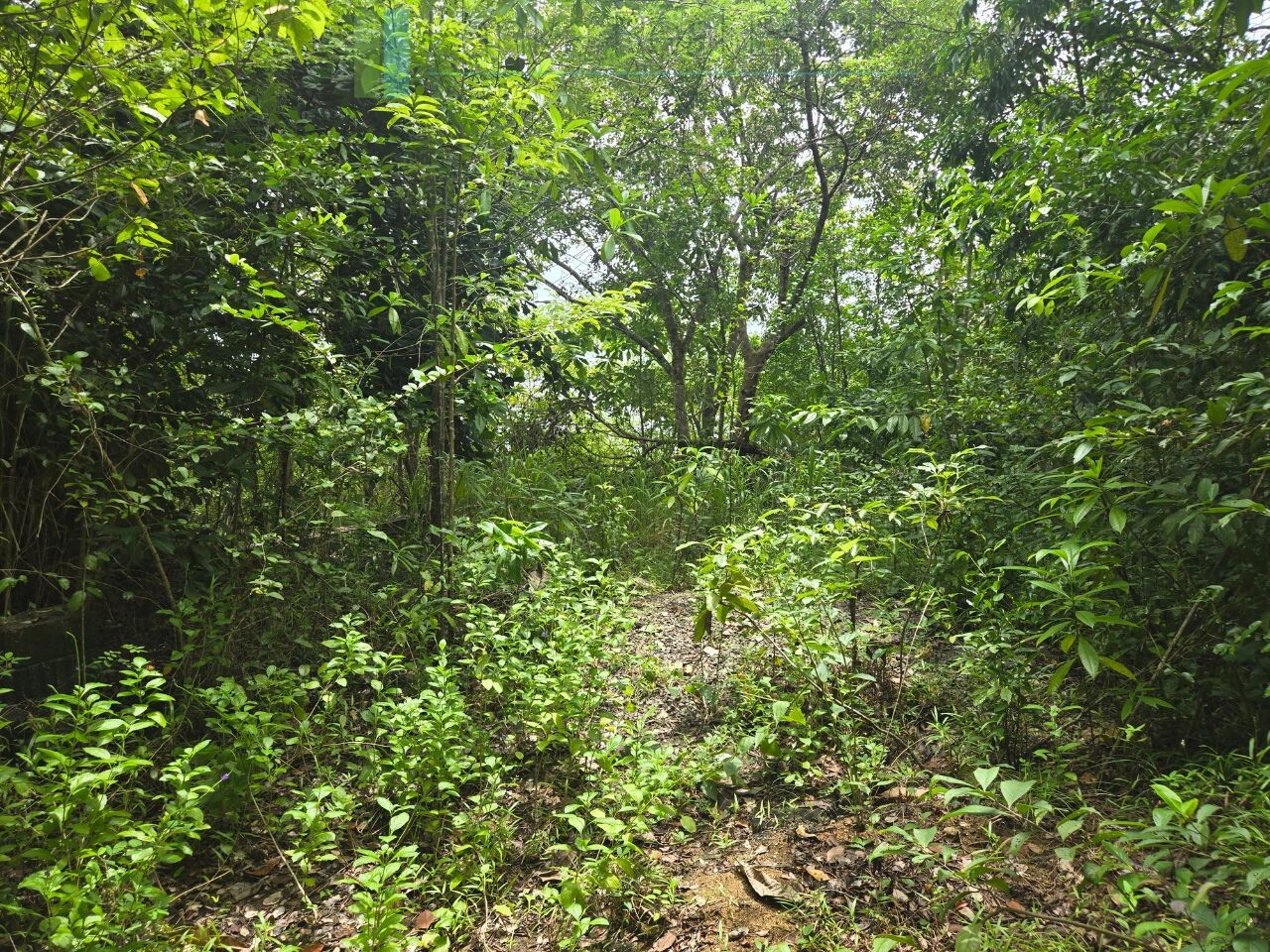 Versatile plot on Koggala Lake