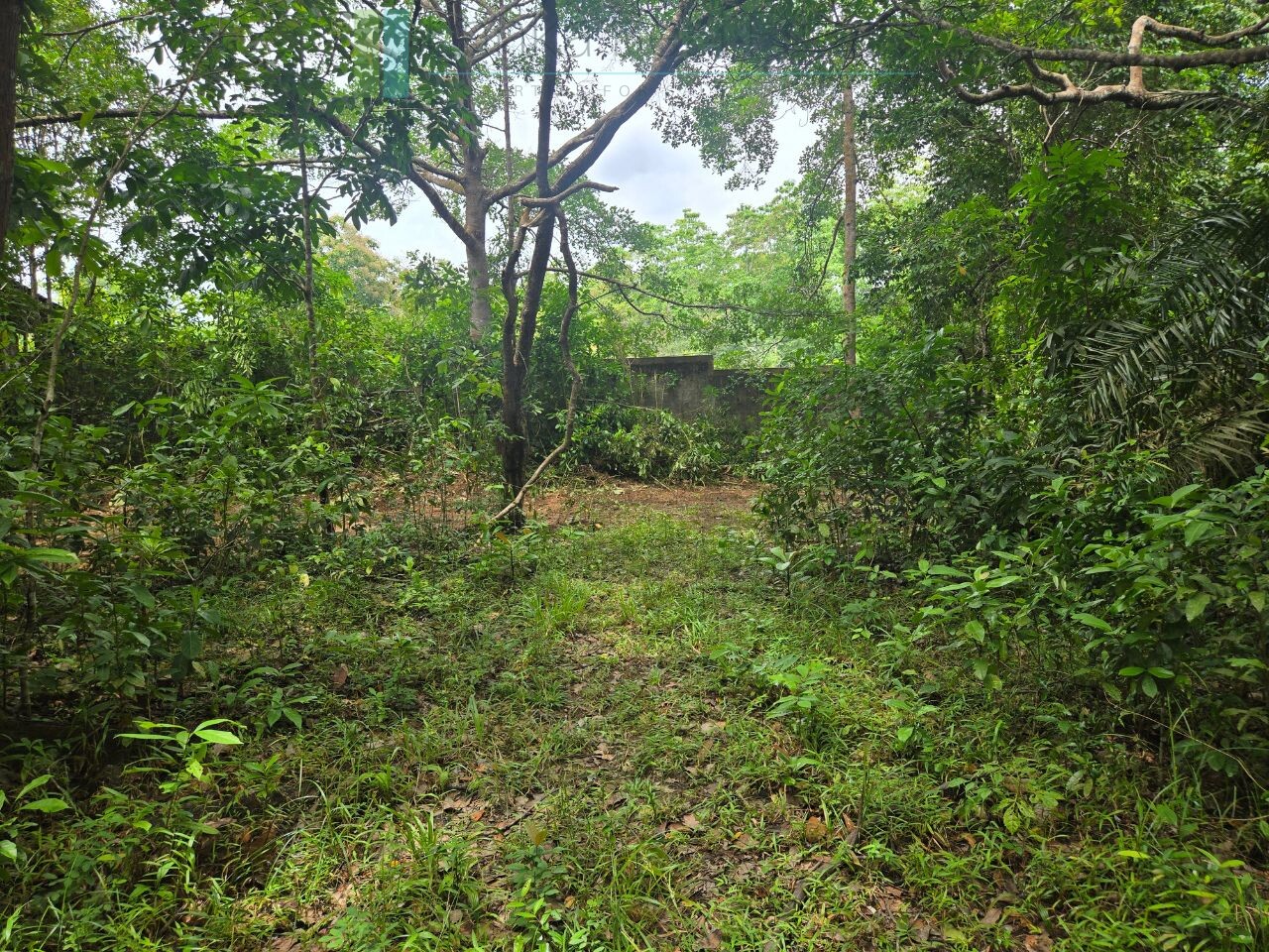Versatile plot on Koggala Lake