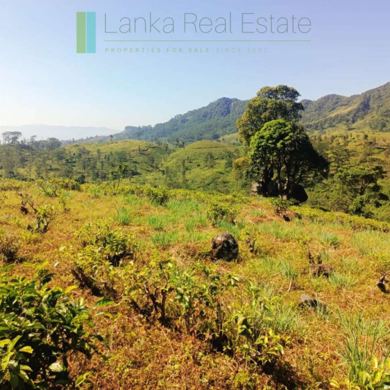 500 acre estate with tea factory near Kandy