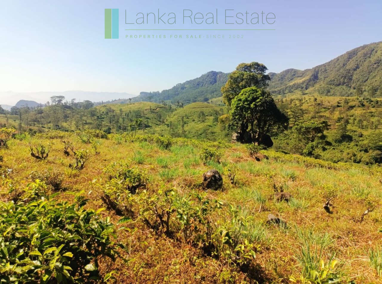 500 acre estate with tea factory near Kandy