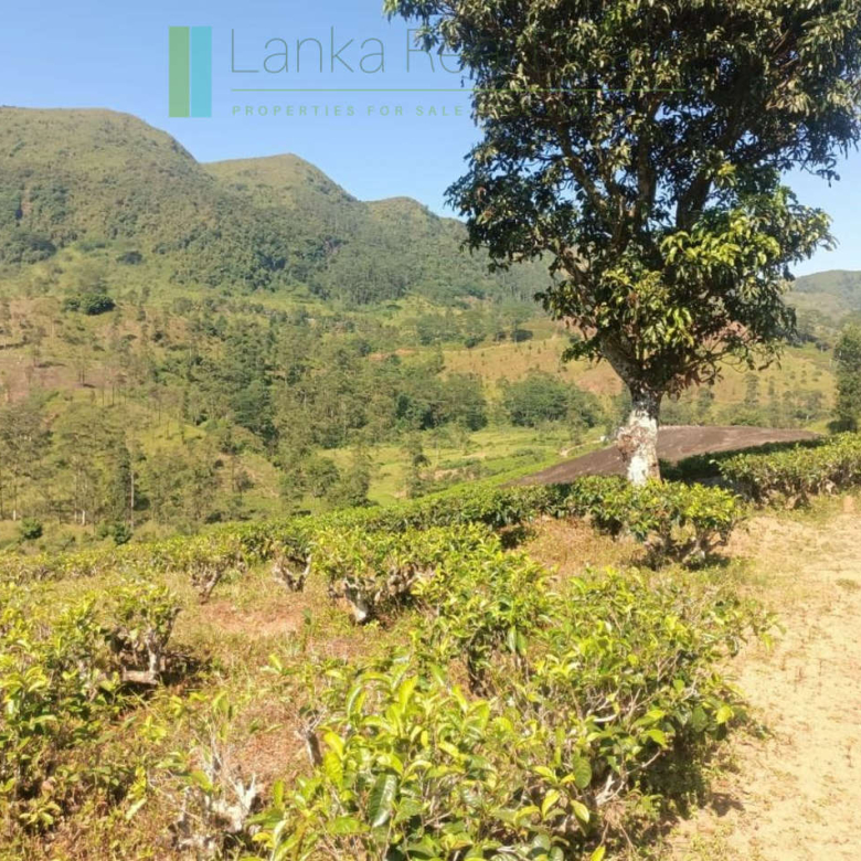 500 acre estate with tea factory near Kandy