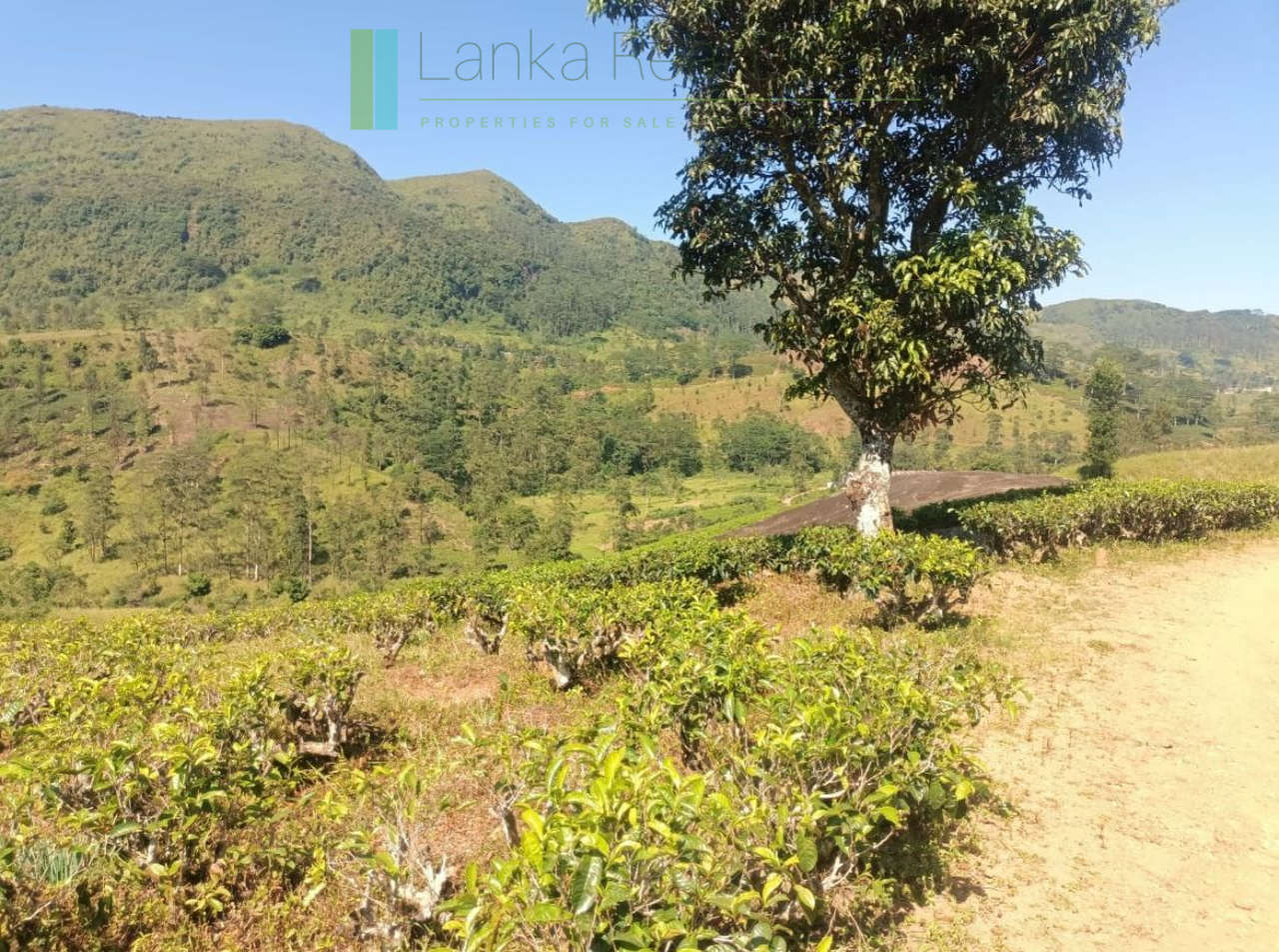 500 acre estate with tea factory near Kandy