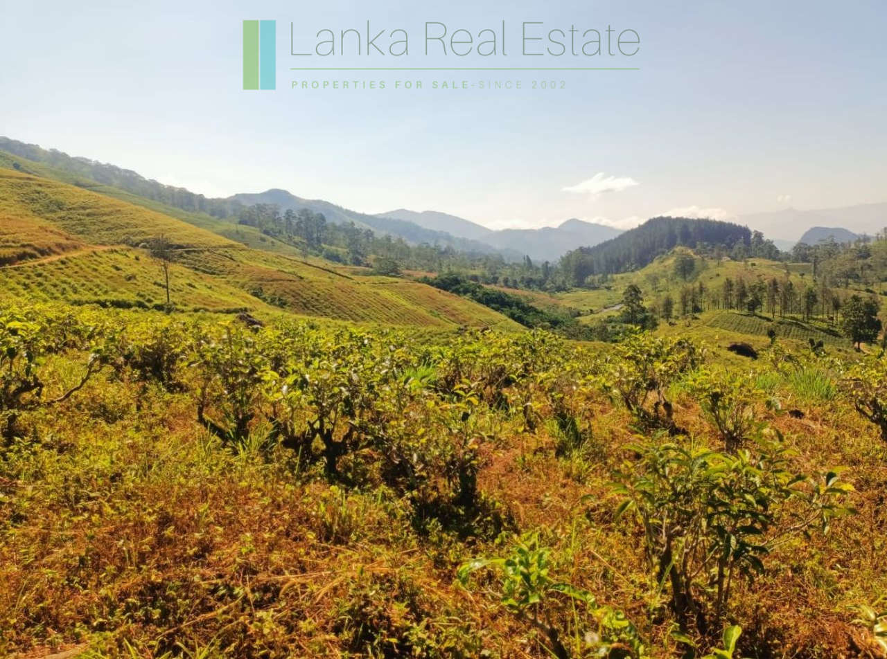 500 acre estate with tea factory near Kandy