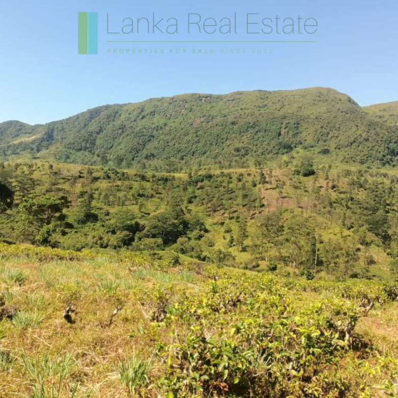 500 acre estate with tea factory near Kandy