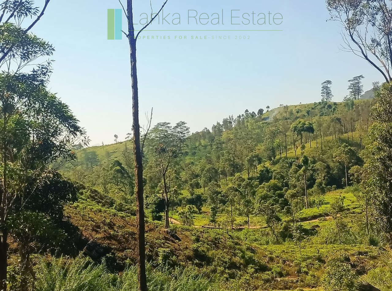 500 acre estate with tea factory near Kandy