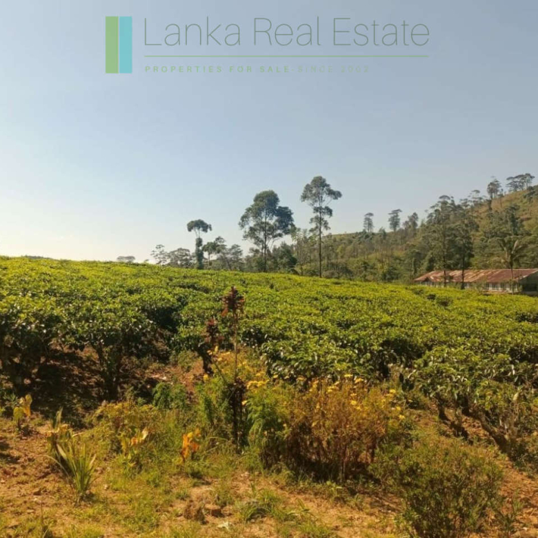 500 acre estate with tea factory near Kandy