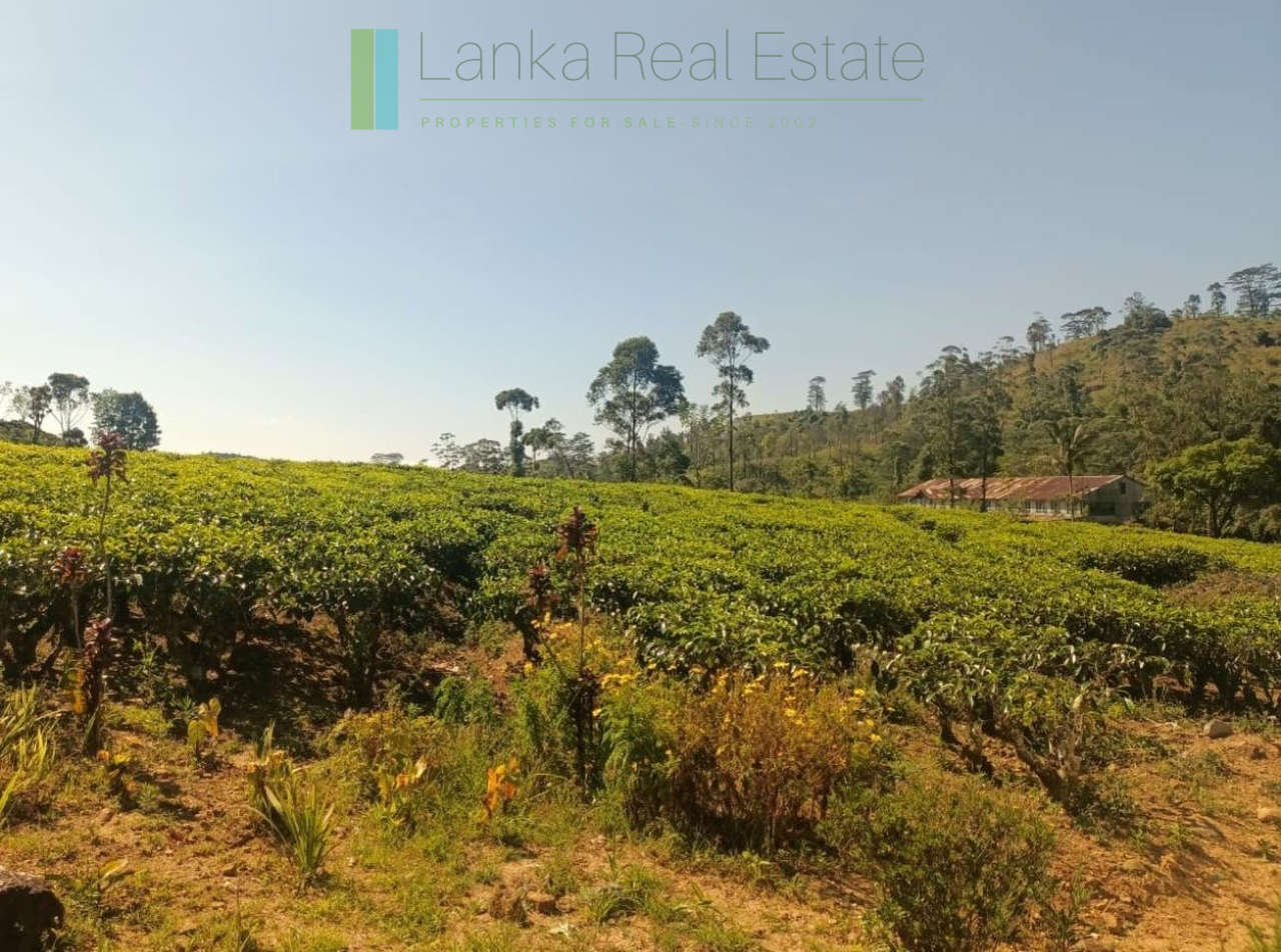 500 acre estate with tea factory near Kandy