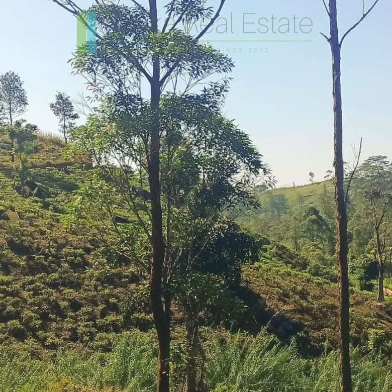 500 acre estate with tea factory near Kandy