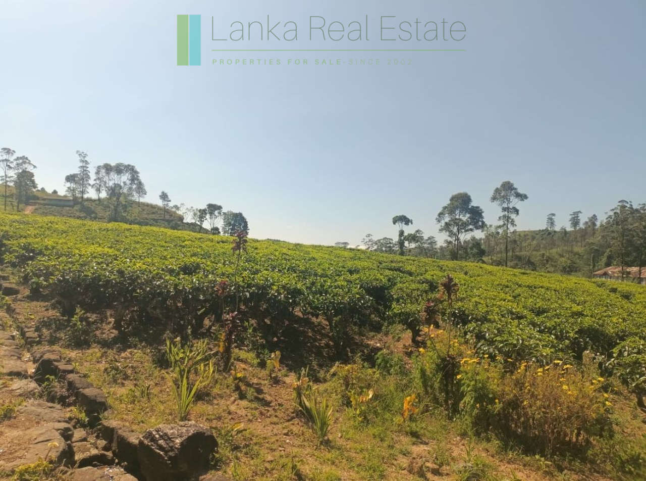 500 acre estate with tea factory near Kandy