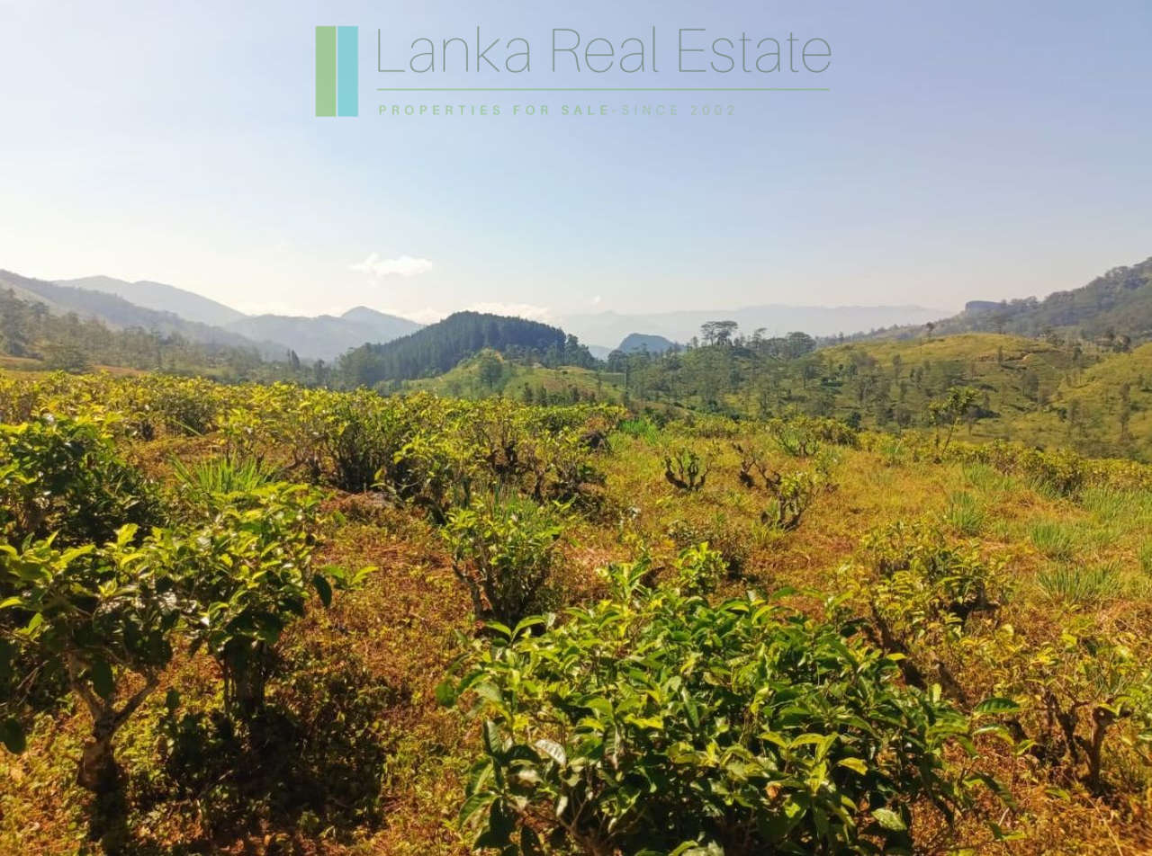 500 acre estate with tea factory near Kandy