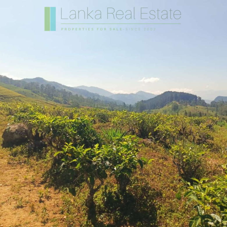 500 acre estate with tea factory near Kandy