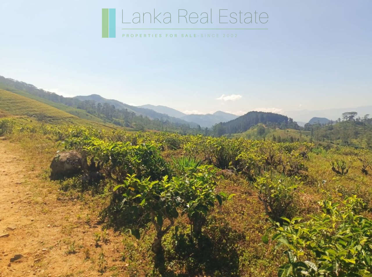 500 acre estate with tea factory near Kandy