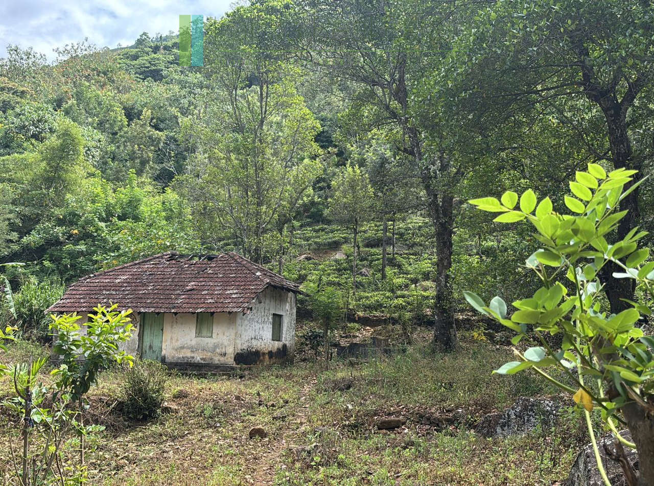 250803-haputale-1_web Attractive hill-country development plot with tea garden