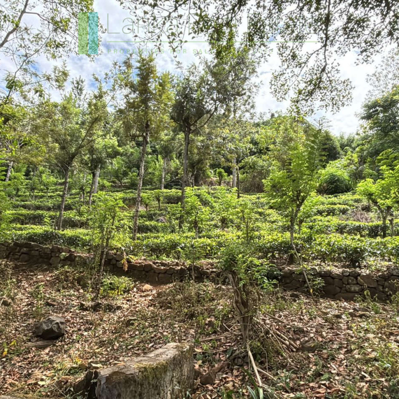 Attractive hill-country development plot with tea garden