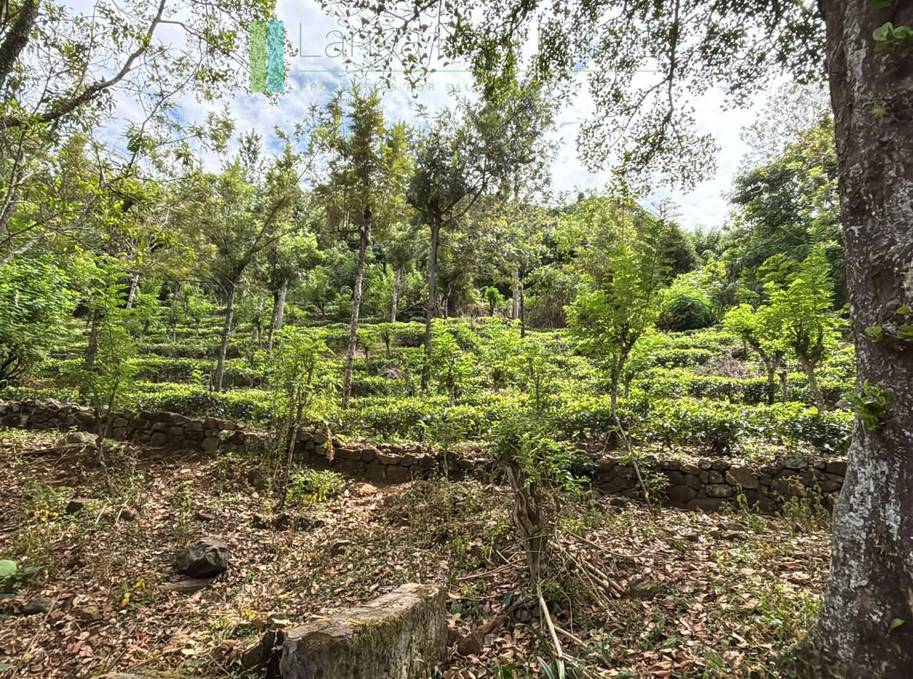 Attractive hill-country development plot with tea garden