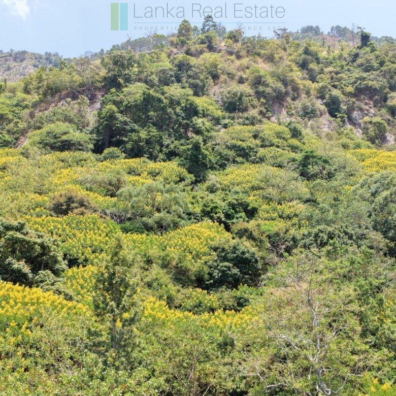 Unique hill-country development plot with tea garden