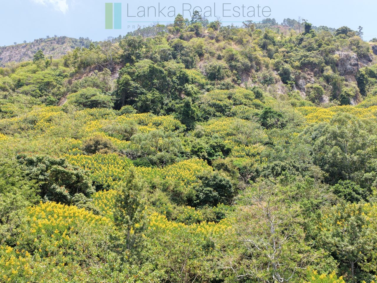 Unique hill-country development plot with tea garden
