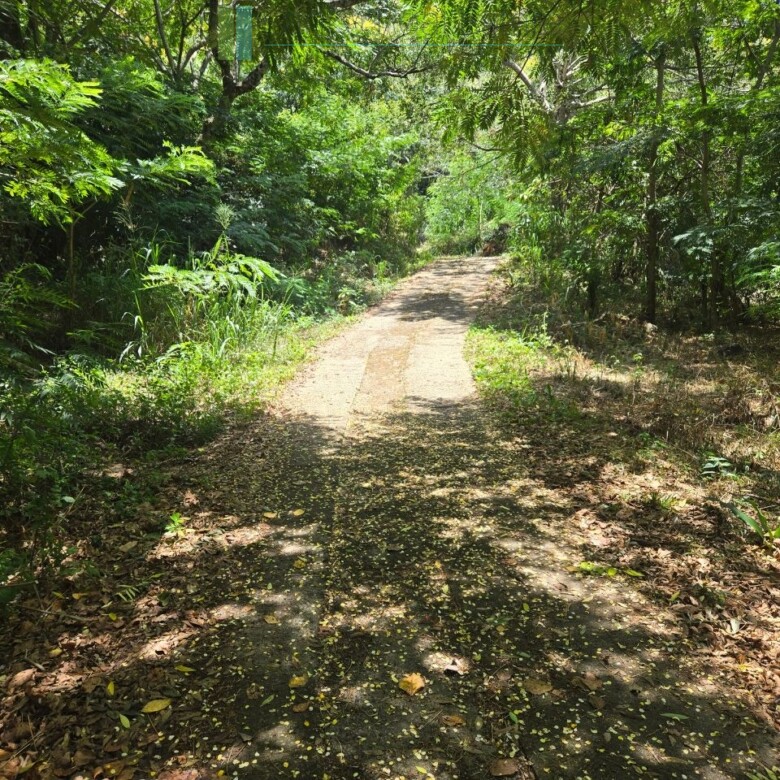 Unique hill-country development plot with tea garden