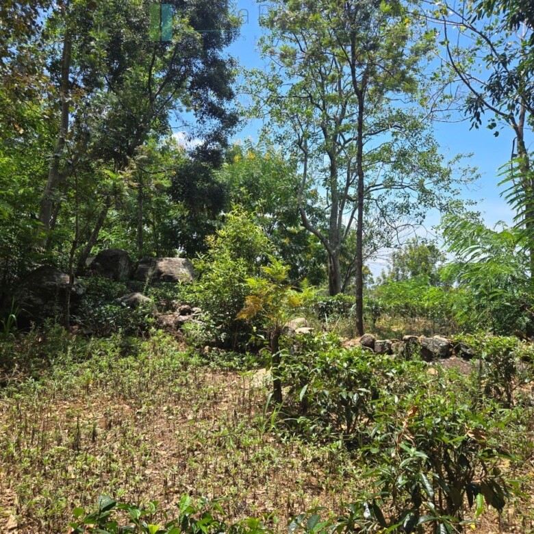 Unique hill-country development plot with tea garden