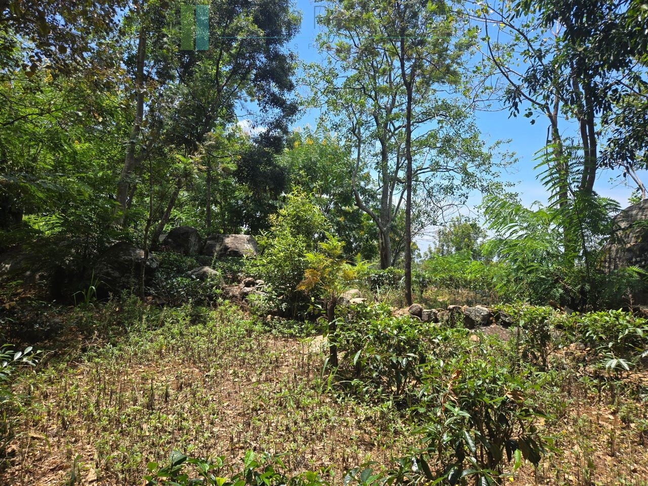 Unique hill-country development plot with tea garden