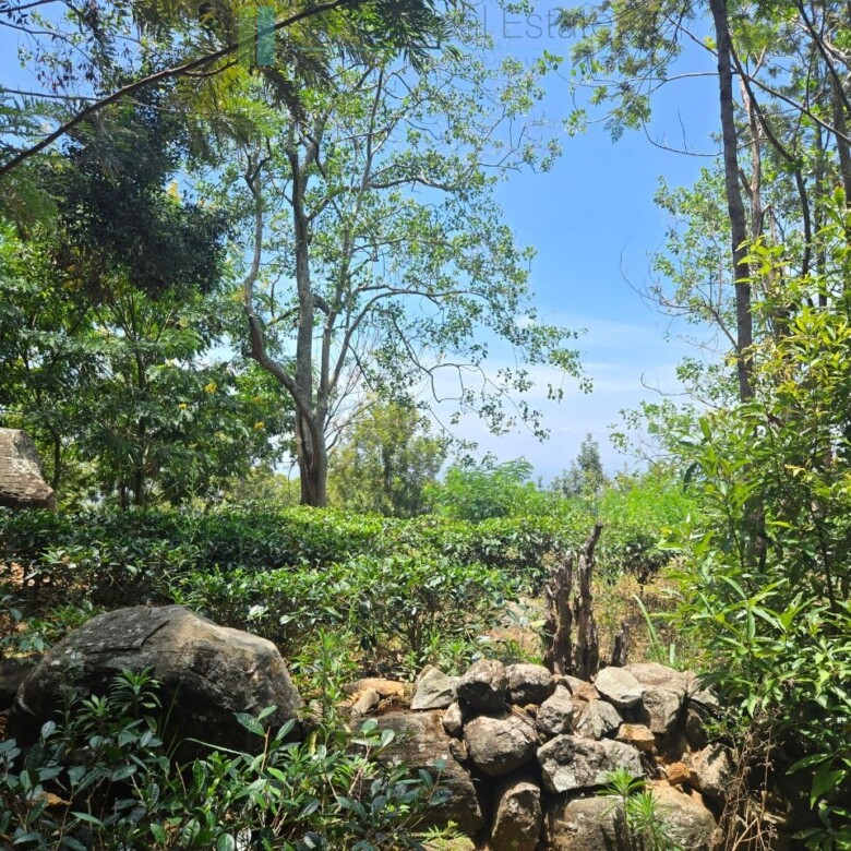 Unique hill-country development plot with tea garden