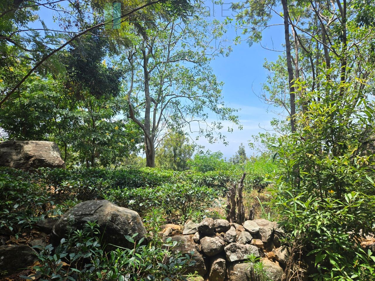 Unique hill-country development plot with tea garden