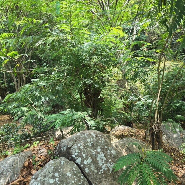 Unique hill-country development plot with tea garden